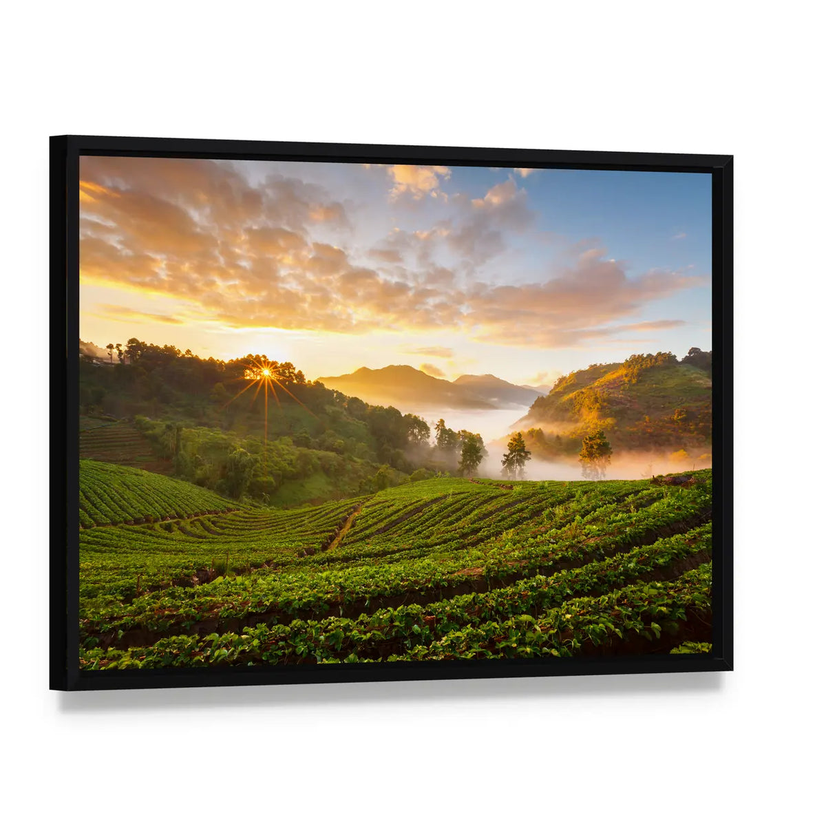 Misty Morning Sunrise In Strawberry Garden In Chiangmai Thailand Canvas Wall Art, framed canvas in a black floater frame, angled product view