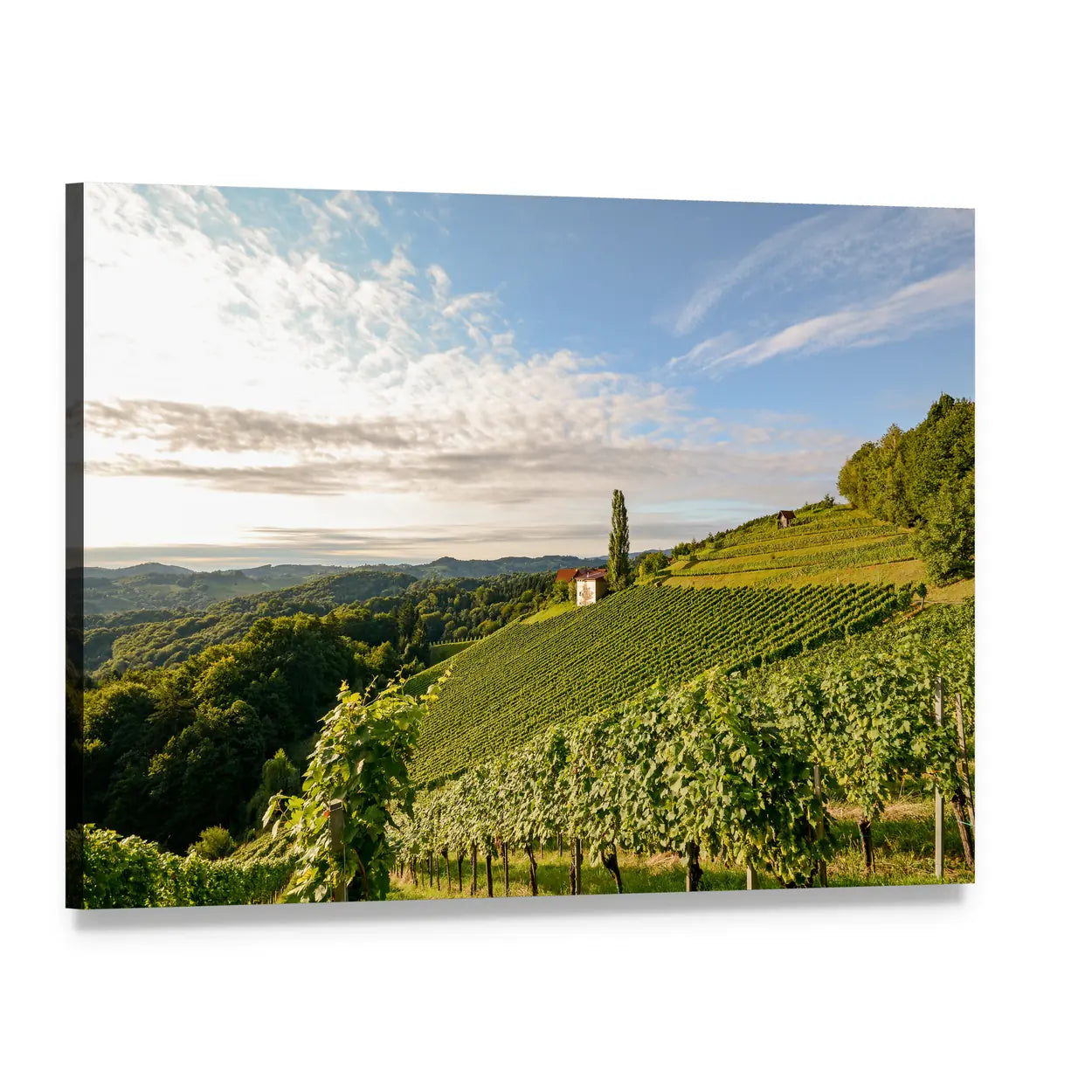 Vineyard House with Grape Rows Canvas Wall Art, single panel gallery wrapped canvas, angled product view