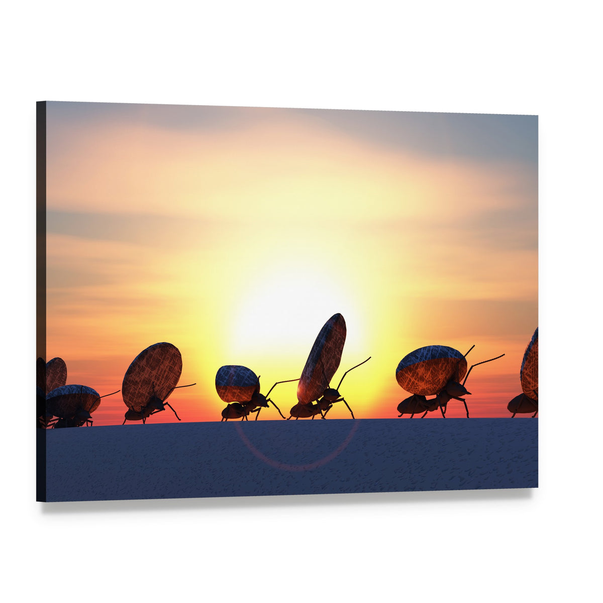 Ants Carrying Large Round Stones at Sunset Canvas Wall Art, single panel gallery wrapped canvas, angled product view