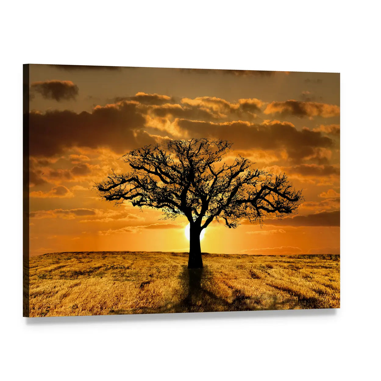 Solitary Leafless Tree at Sunset Canvas Wall Art, single panel gallery wrapped canvas, angled product view