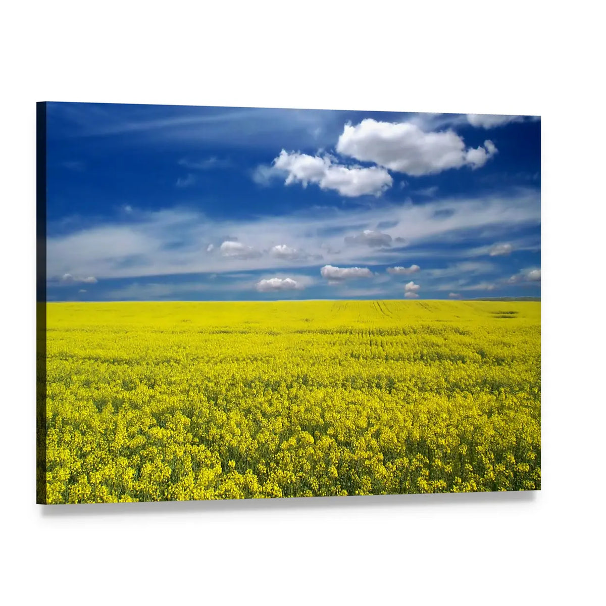 Golden Canola Field Canvas Wall Art, single panel gallery wrapped canvas, angled product view