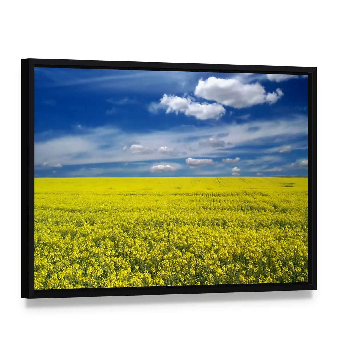 Golden Canola Field Canvas Wall Art, framed canvas in a black floater frame, angled product view