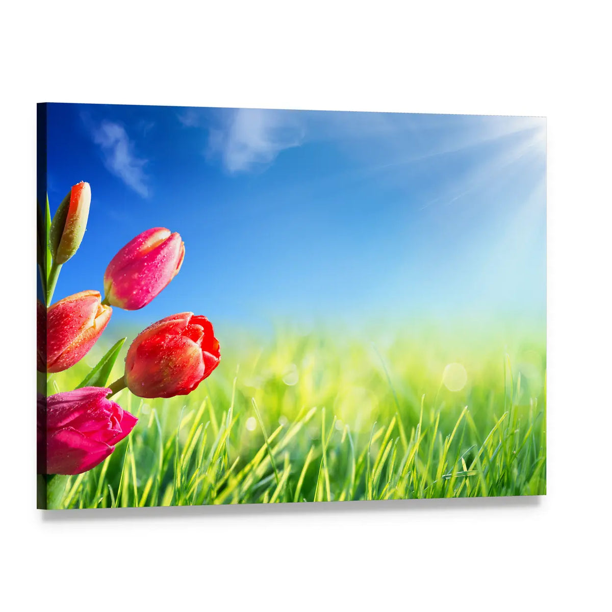 Sunny Spring Tulips in Meadow Canvas Wall Art, single panel gallery wrapped canvas, angled product view