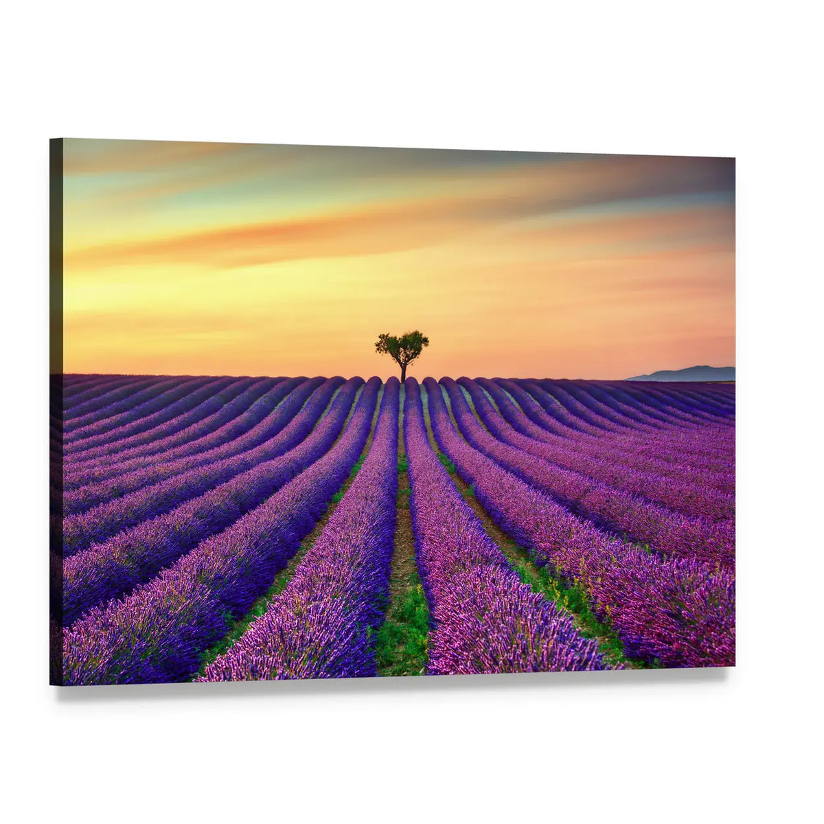 Heart-shaped Tree in Lavender Field Canvas Wall Art, single panel gallery wrapped canvas, angled product view