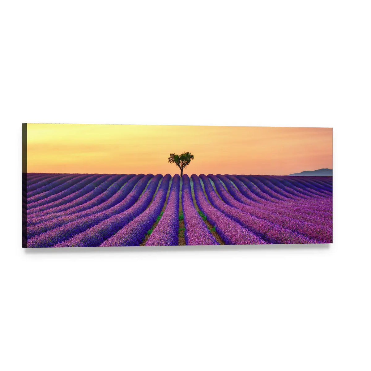 Tree in Lavender Field Panoramic Canvas Wall Art, single panel gallery wrapped canvas, angled product view