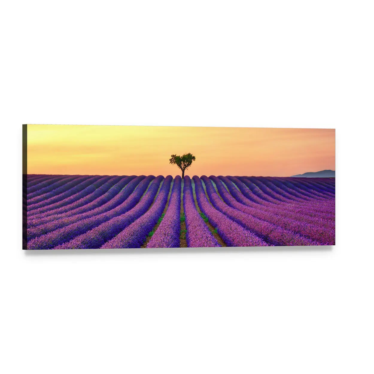 Tree in Lavender Field Panoramic Canvas Wall Art, single panel gallery wrapped canvas, angled product view