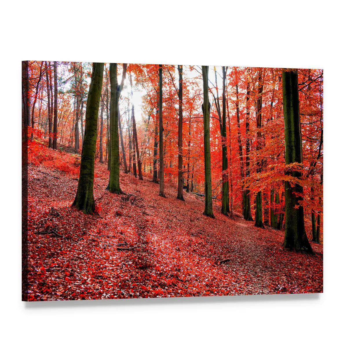 Sunlit Autumn Forest with Red Leaves Canvas Wall Art, single panel gallery wrapped canvas, angled product view