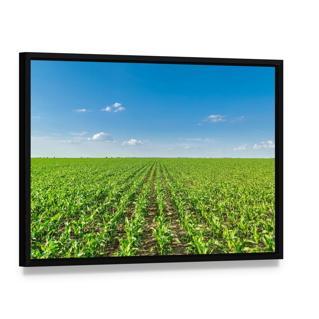 Growing Corn Field Canvas Wall Art, framed canvas in a black floater frame, angled product view