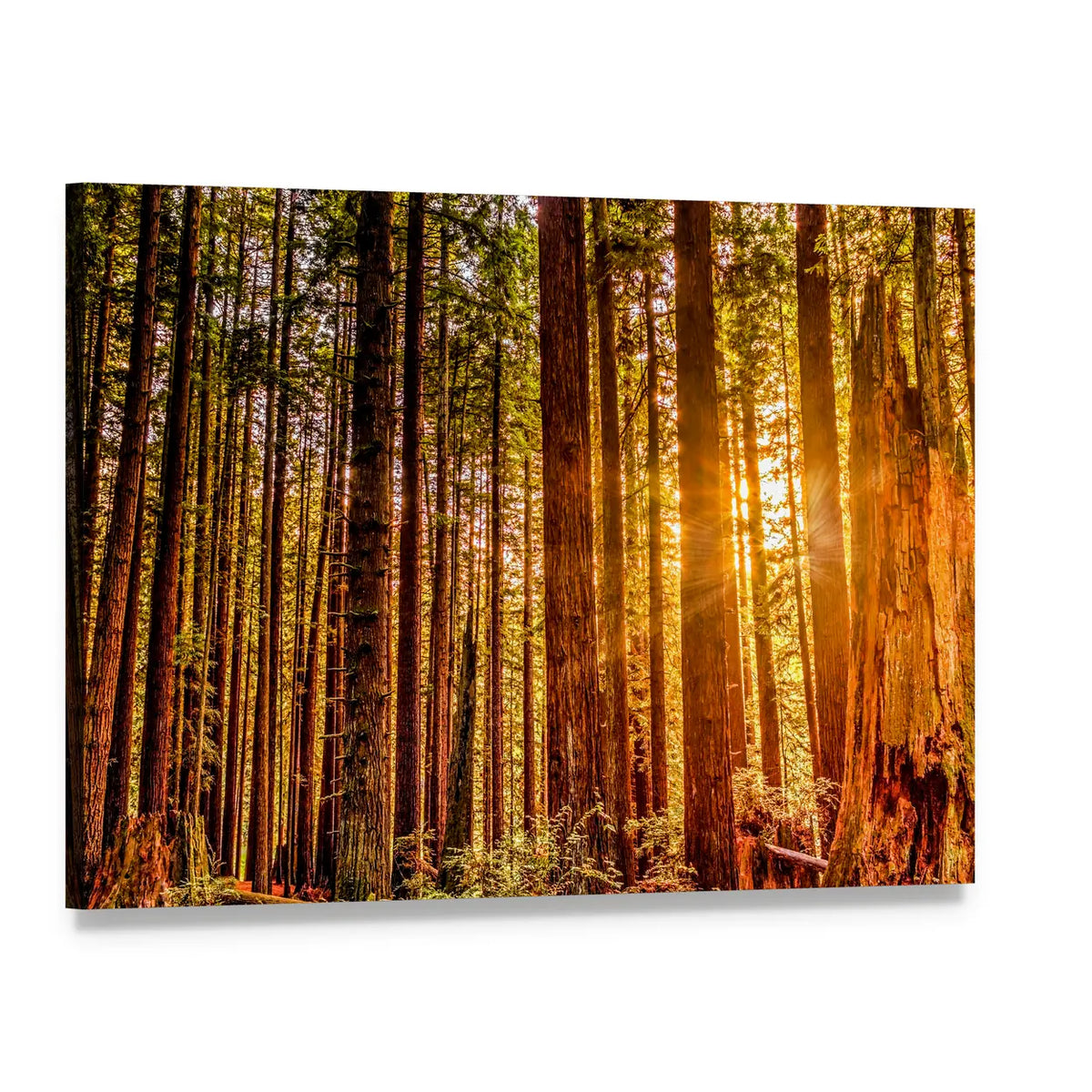 Sun Shines Through Redwood Trees Canvas Wall Art, single panel gallery wrapped canvas, angled product view