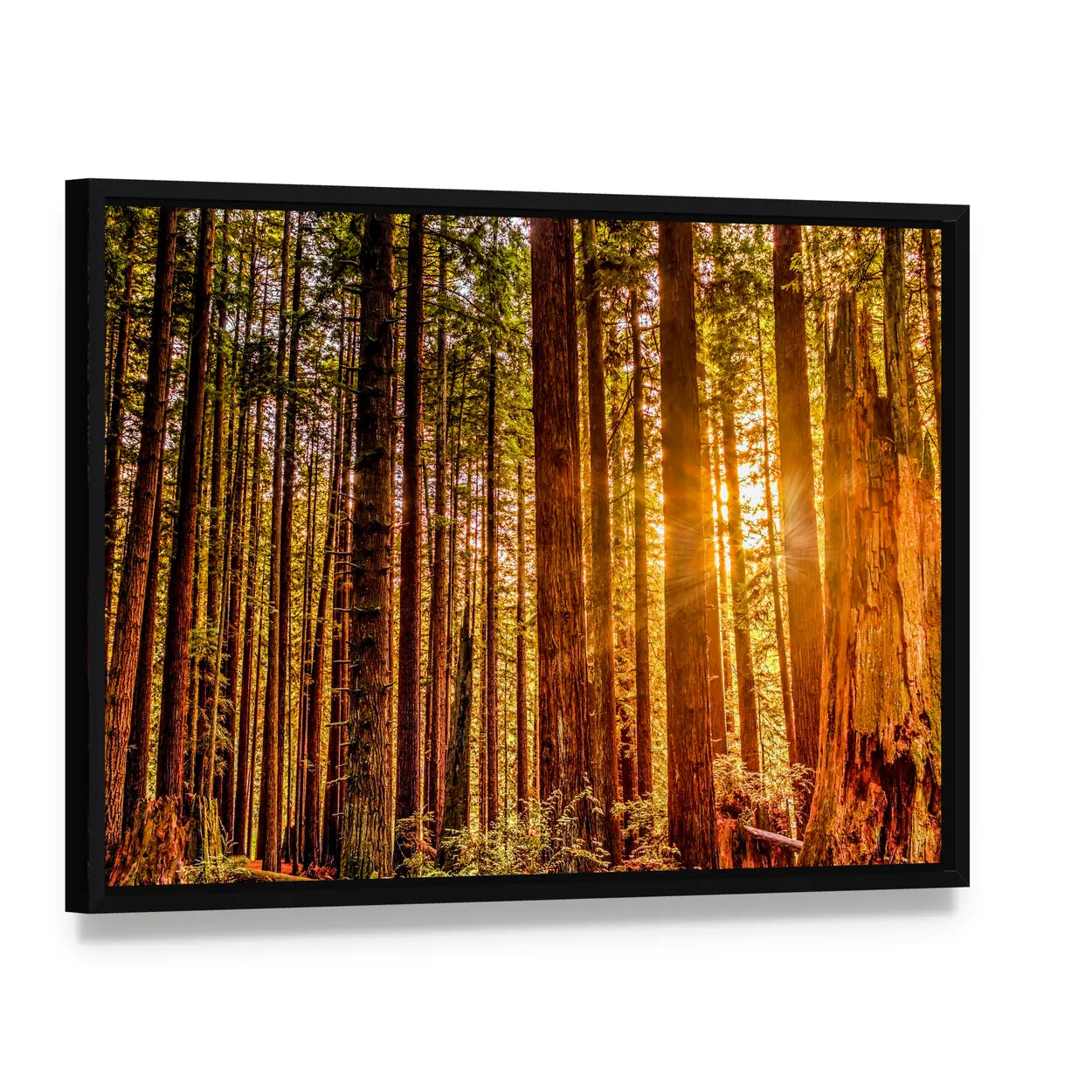 Sun Shines Through Redwood Trees Canvas Wall Art, framed canvas in a black floater frame, angled product view