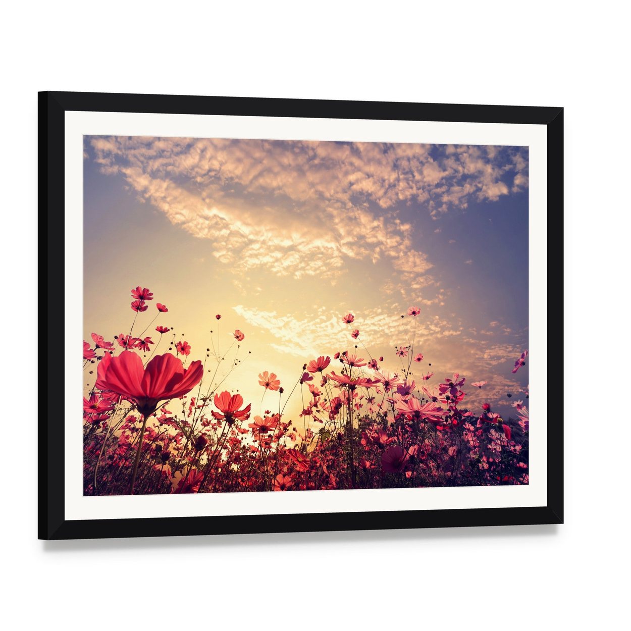 Red Cosmos Flower Field with Sunshine Canvas Wall Art, framed print with white mat and black frame, angled product view