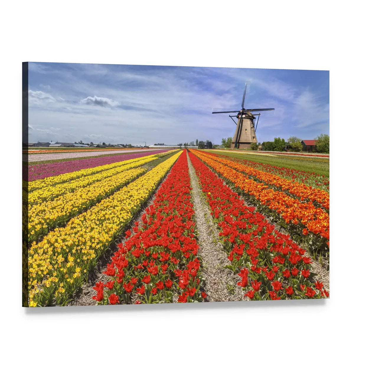Colorful Dutch Tulip Fields with Windmill Canvas Wall Art, single panel gallery wrapped canvas, angled product view