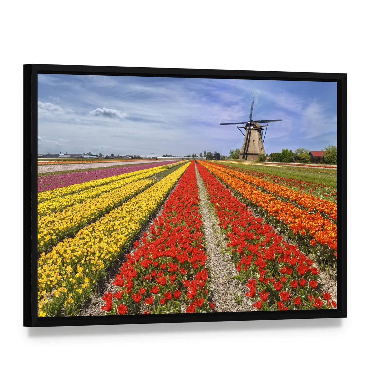 Colorful Dutch Tulip Fields with Windmill Canvas Wall Art, framed canvas in a black floater frame, angled product view