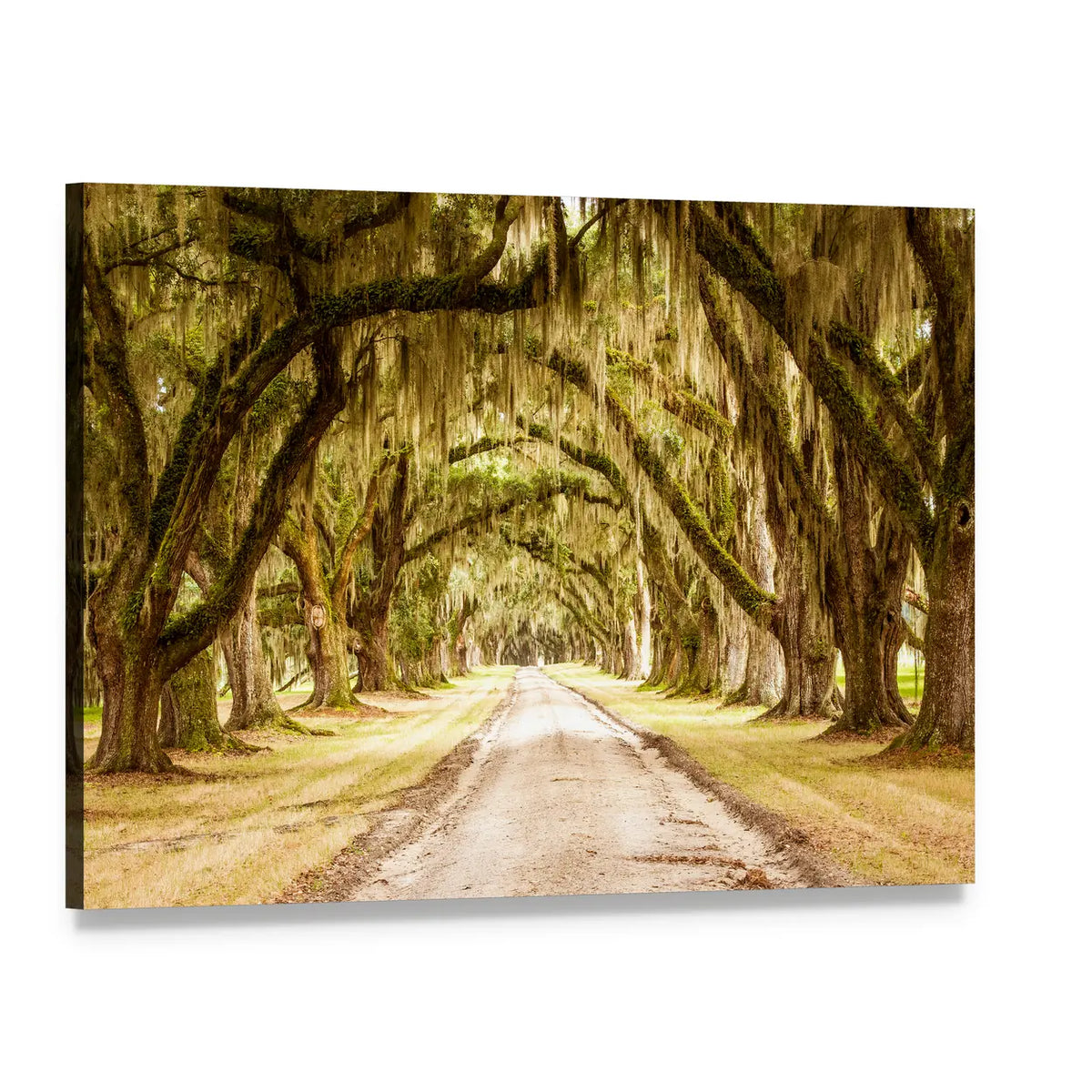 Oak Tree Tunnel on Dirt Road Canvas Wall Art, single panel gallery wrapped canvas, angled product view