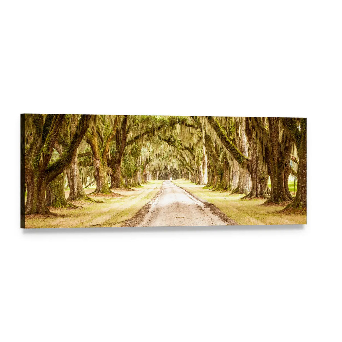 Oak-lined Dirt Road with Spanish Moss Panoramic Canvas Wall Art, single panel gallery wrapped canvas, angled product view