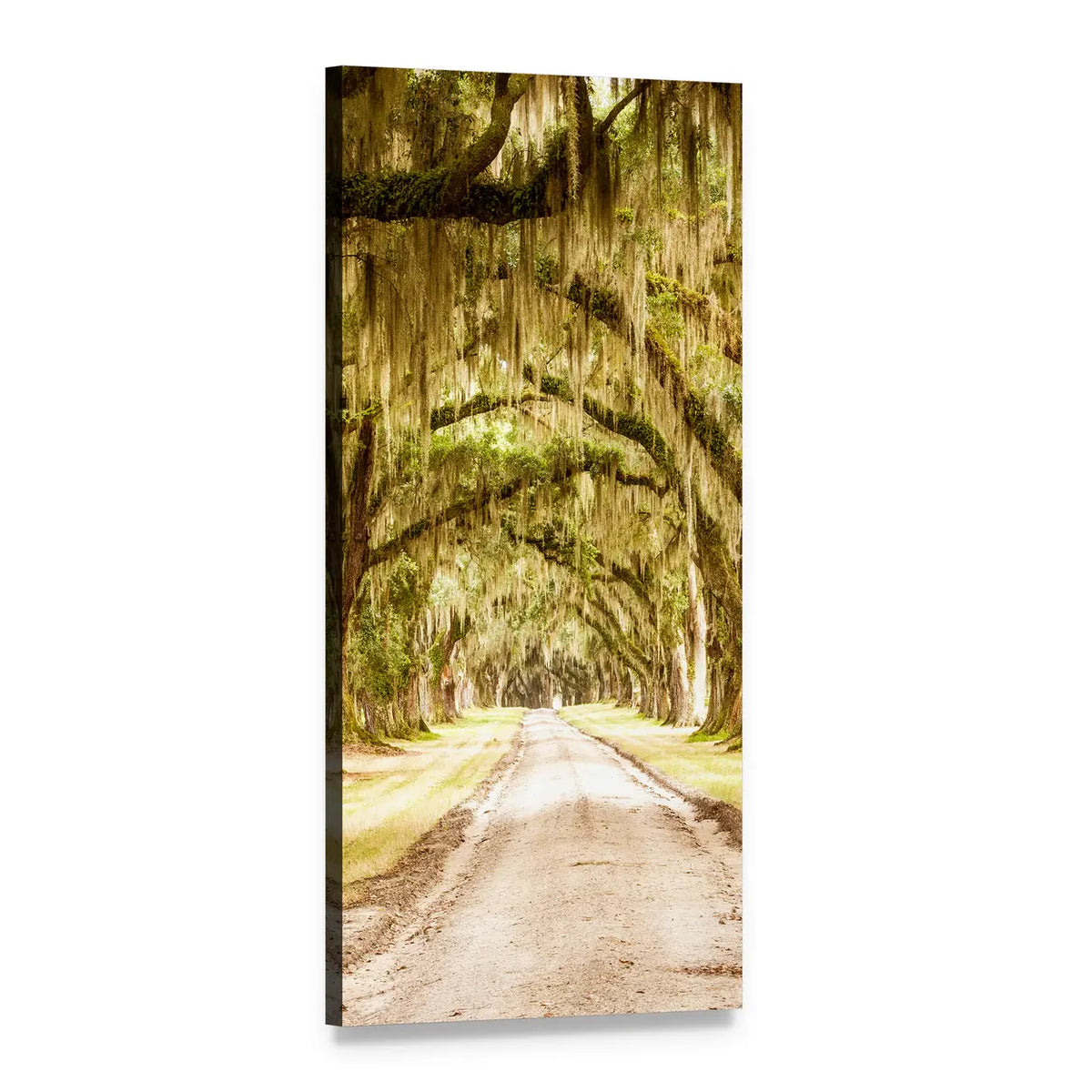 Tree-lined Dirt Road with Spanish Moss Vertical Canvas Wall Art, 1 panel 1 Vertical layout gallery wrapped canvas set, angled product view