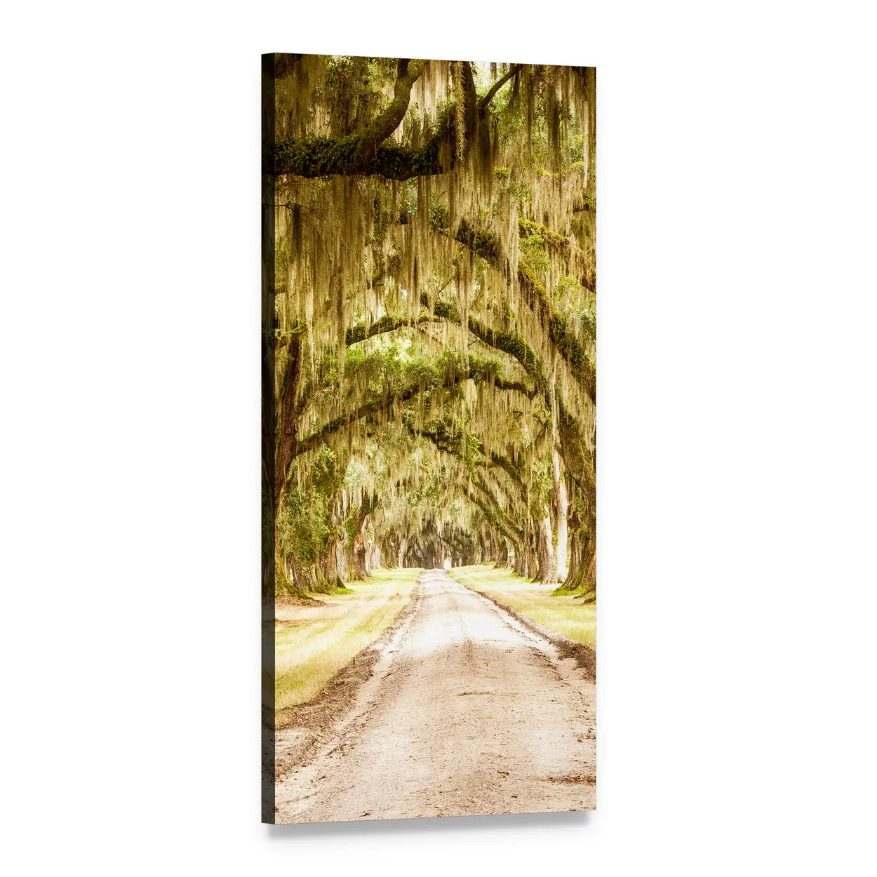Tree-lined Dirt Road with Spanish Moss Vertical Canvas Wall Art, 1 panel 1 Vertical layout gallery wrapped canvas set, angled product view