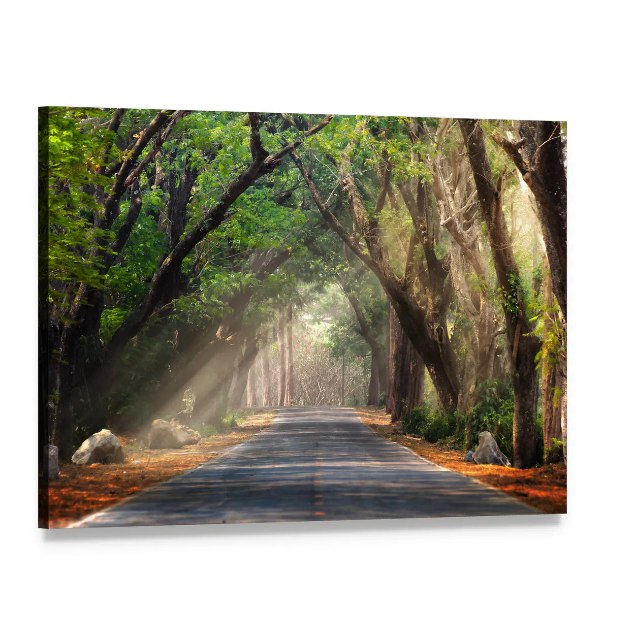 Sunlit Tree-lined Forest Road Canvas Wall Art, single panel gallery wrapped canvas, angled product view