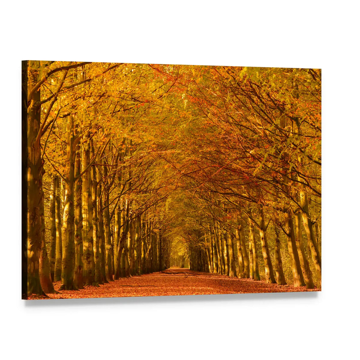 Autumn Forest Lane Canvas Wall Art, single panel gallery wrapped canvas, angled product view
