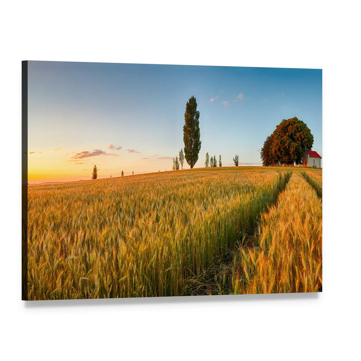 Summer Wheat Field at Golden Hour Canvas Wall Art, single panel gallery wrapped canvas, angled product view