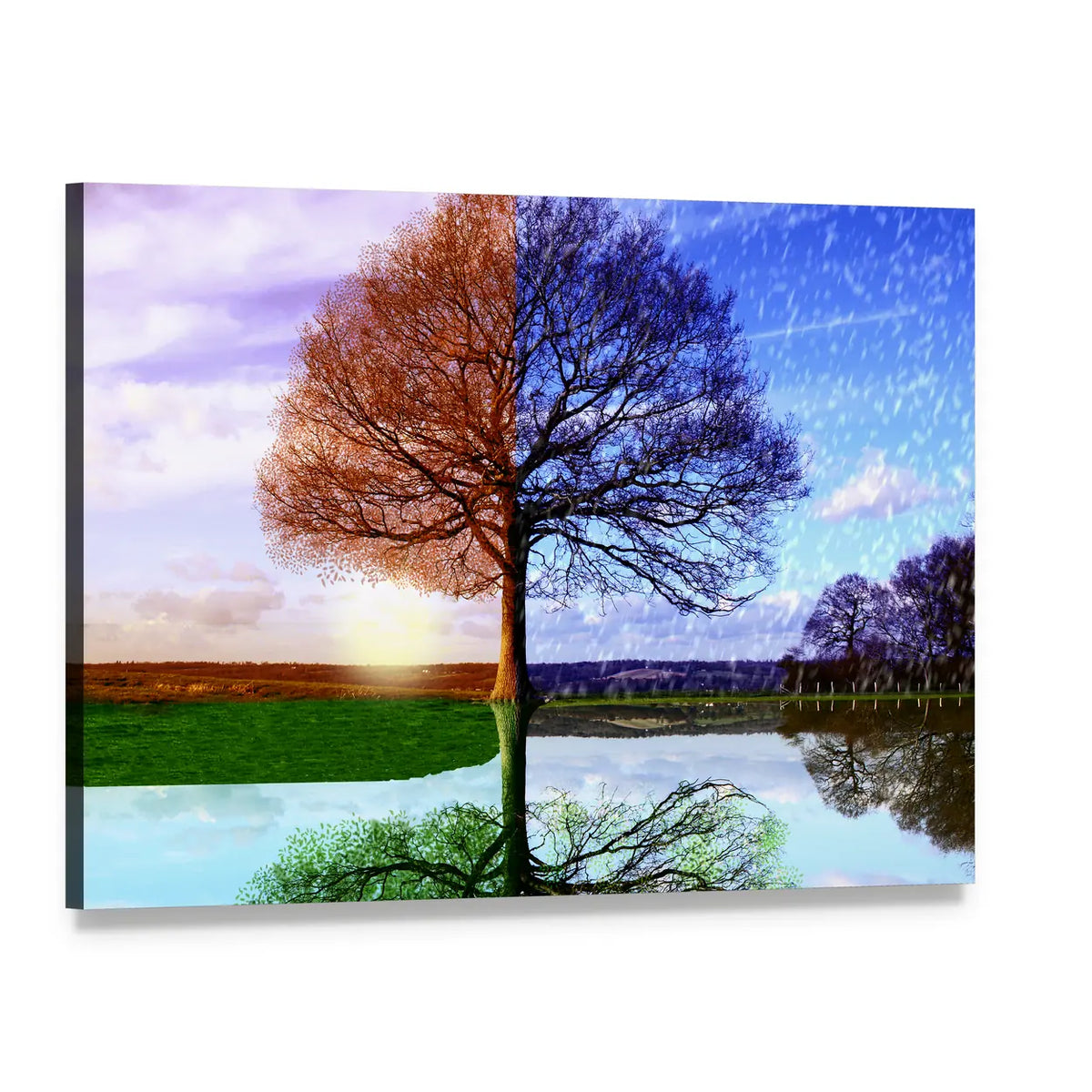 Split-season Tree with Water Reflection Canvas Wall Art, single panel gallery wrapped canvas, angled product view