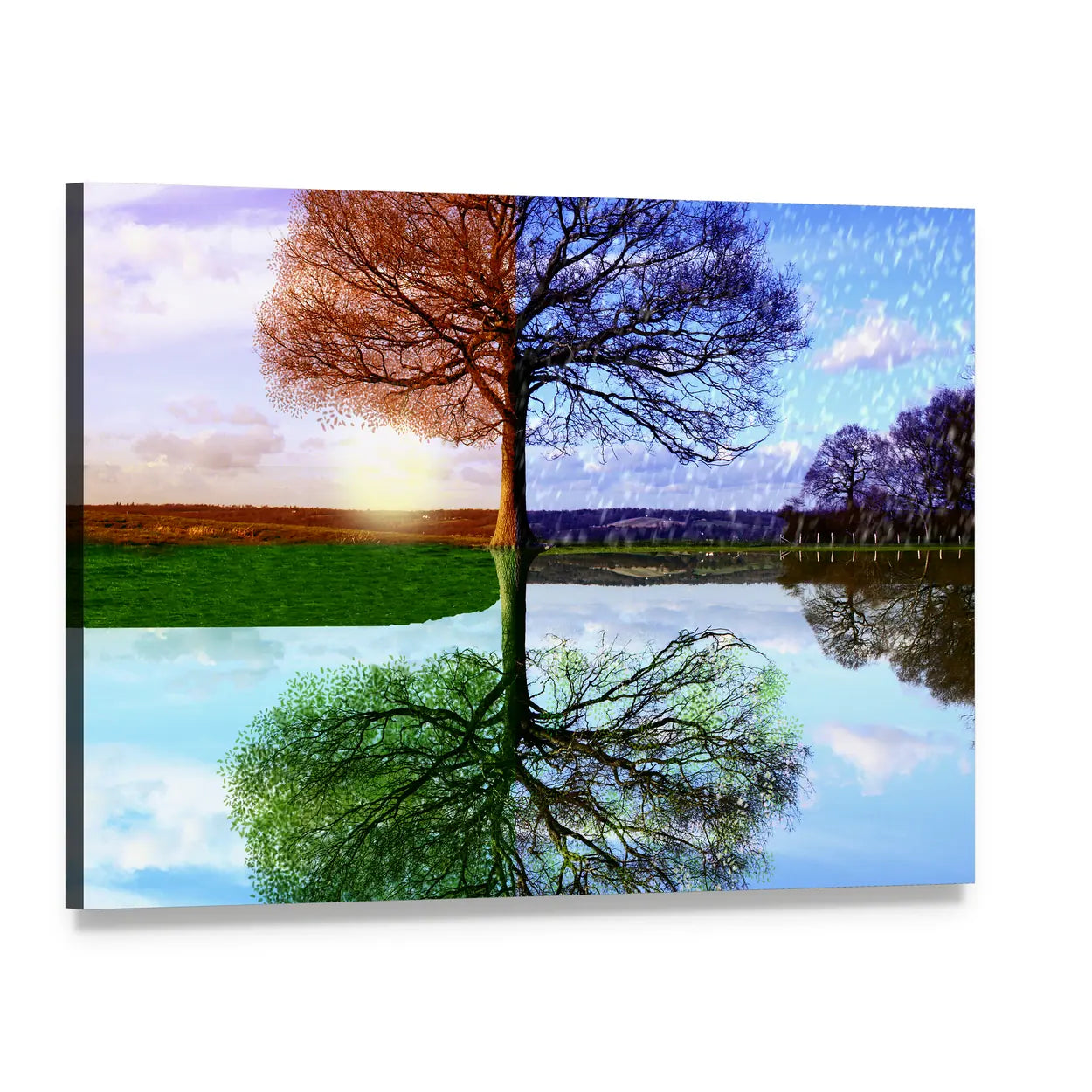 Tree in Two Seasons Canvas Wall Art, single panel gallery wrapped canvas, angled product view