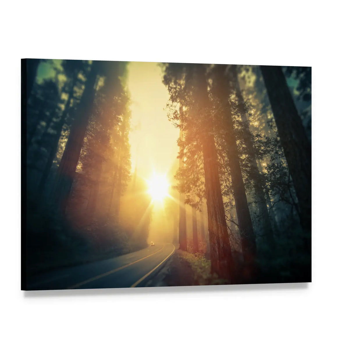 Foggy Redwood Forest Road Canvas Wall Art, single panel gallery wrapped canvas, angled product view
