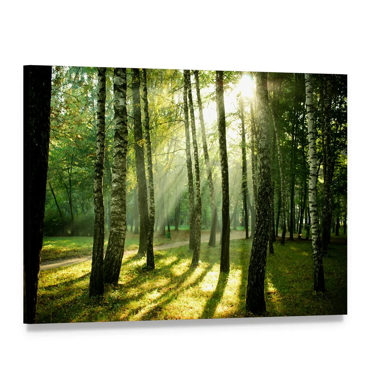 Autumn Morning in a Birch Forest Canvas Wall Art, single panel gallery wrapped canvas, angled product view