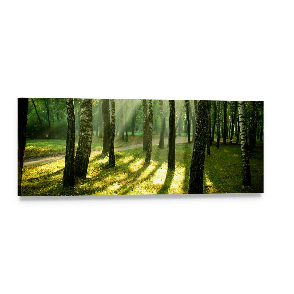 Autumn Morning Birch Forest Panoramic Canvas Wall Art, single panel gallery wrapped canvas, angled product view