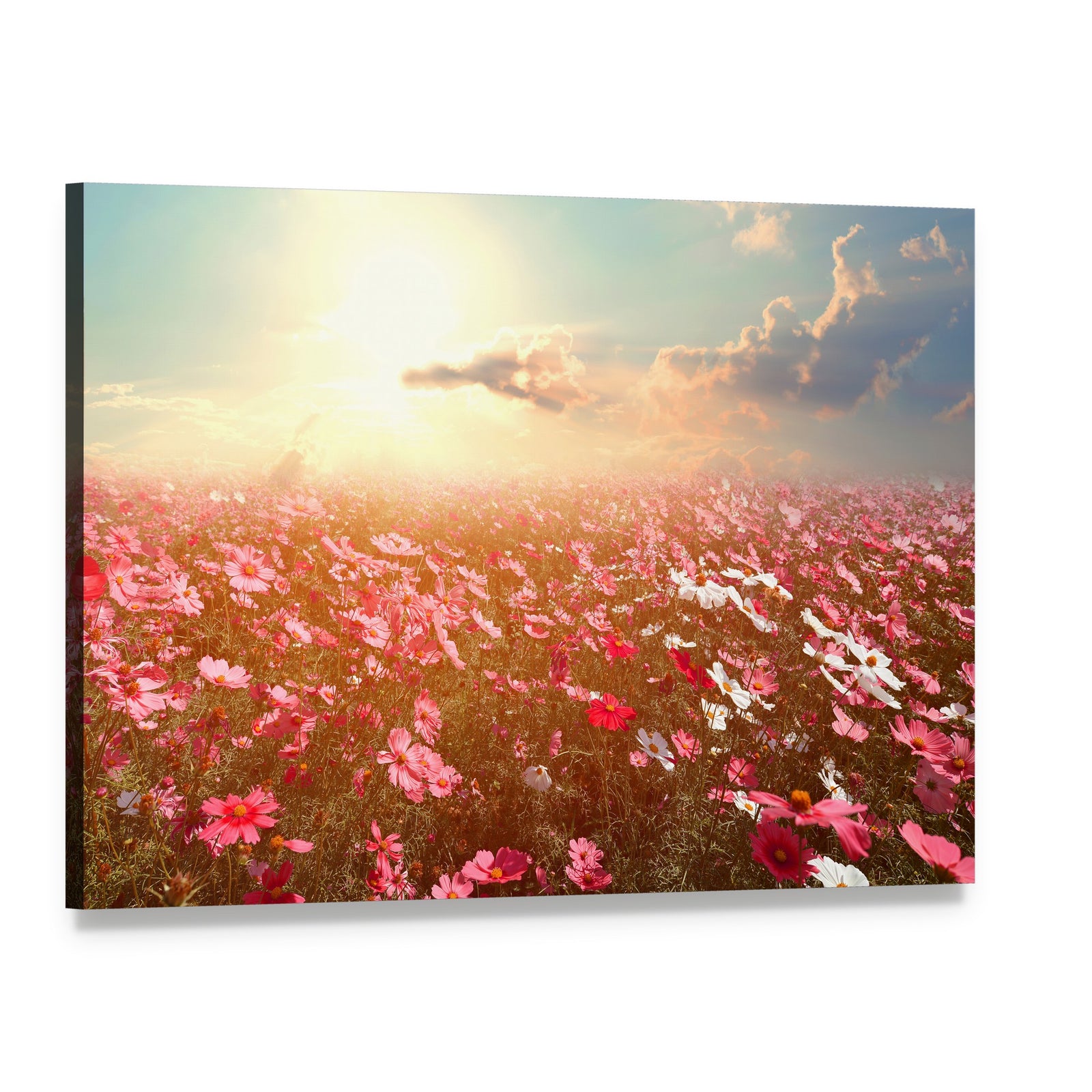 Cosmos Flower Field Canvas Wall Art, single panel gallery wrapped canvas, angled product view