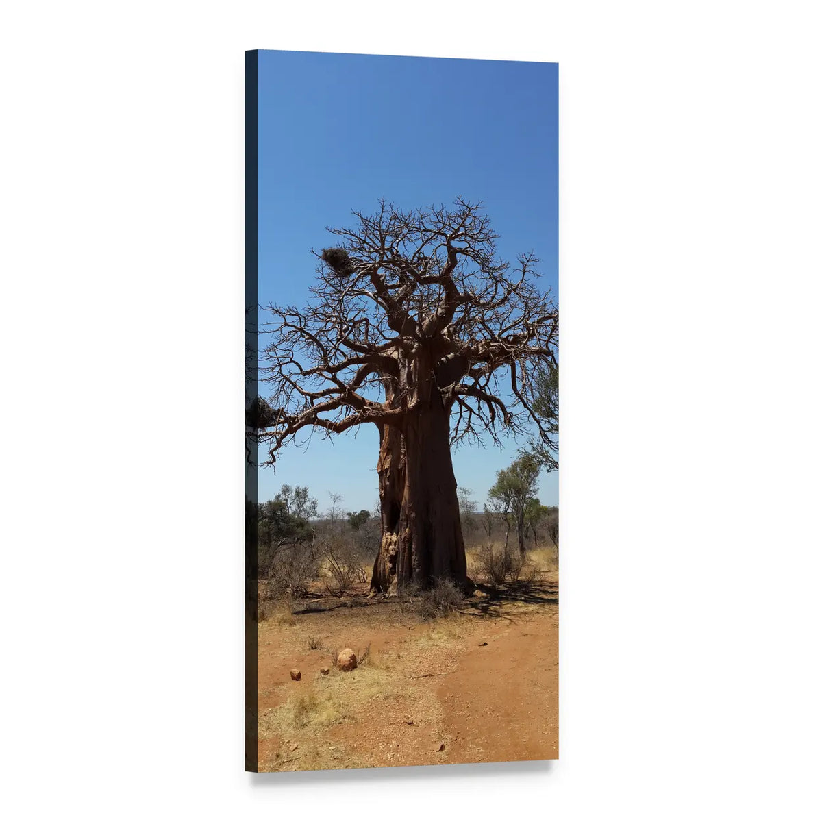 Baobab Tree with Nest in African Savanna Vertical Canvas Wall Art, 1 panel 1 Vertical layout gallery wrapped canvas set, angled product view
