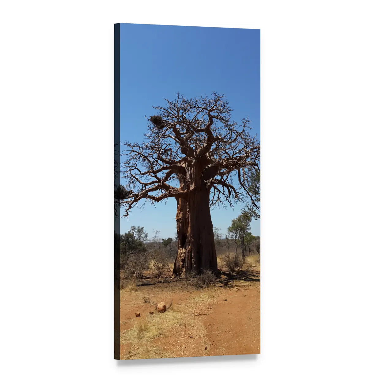 Baobab Tree with Nest in African Savanna Vertical Canvas Wall Art, 1 panel 1 Vertical layout gallery wrapped canvas set, angled product view