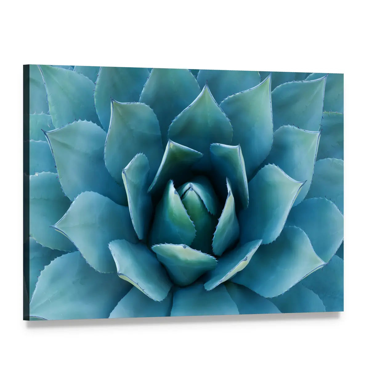 Closeup Of An Agave Plant Canvas Wall Art, single panel gallery wrapped canvas, angled product view