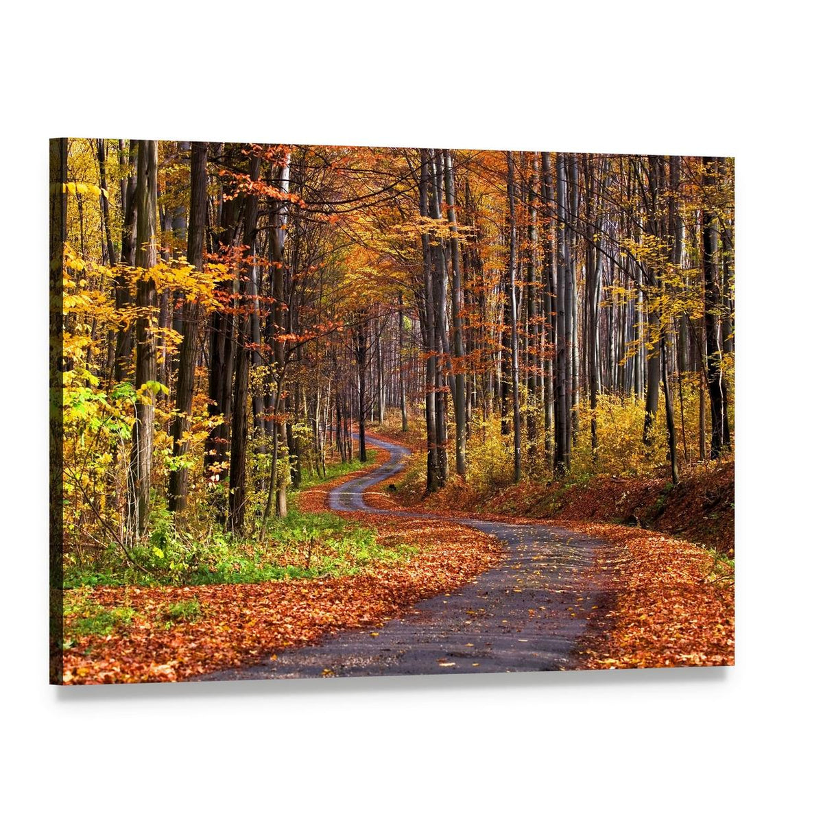 Forest in Autumn Canvas Wall Art, single panel gallery wrapped canvas, angled product view