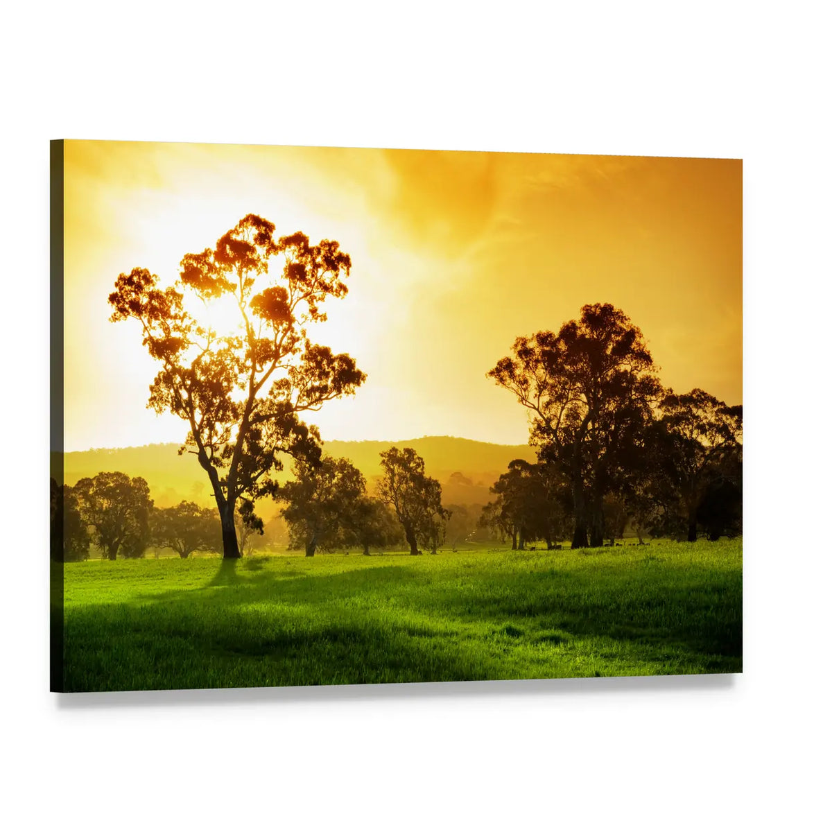 Sunlit Rural Field at Sunset Canvas Wall Art, single panel gallery wrapped canvas, angled product view