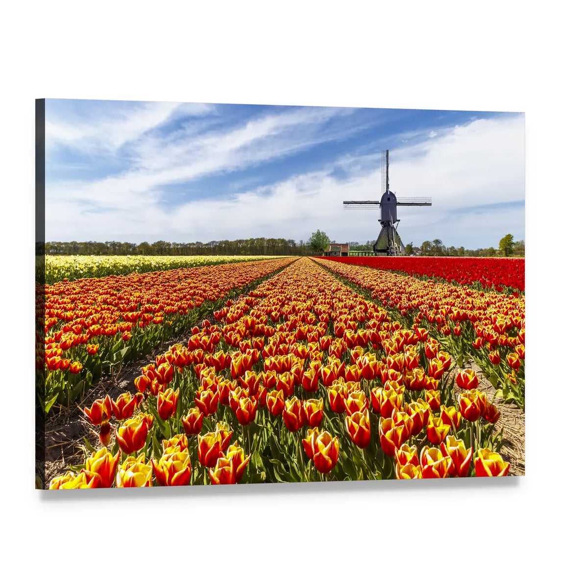 Colorful Tulip Field with Dutch Windmill Canvas Wall Art, single panel gallery wrapped canvas, angled product view