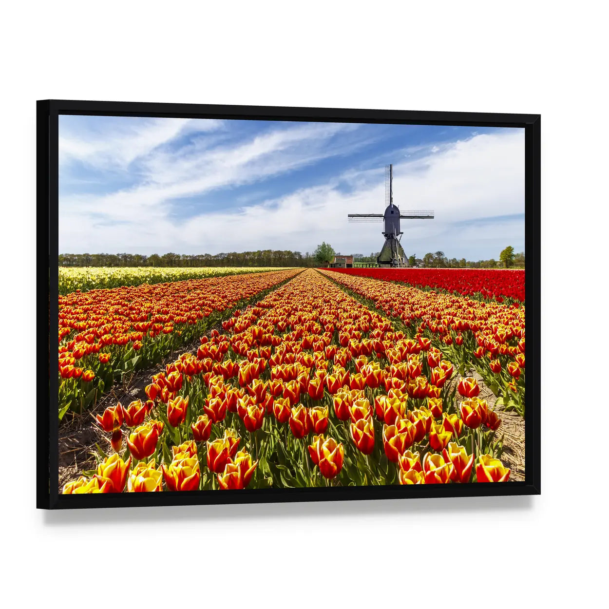 Colorful Tulip Field with Dutch Windmill Canvas Wall Art, framed canvas in a black floater frame, angled product view