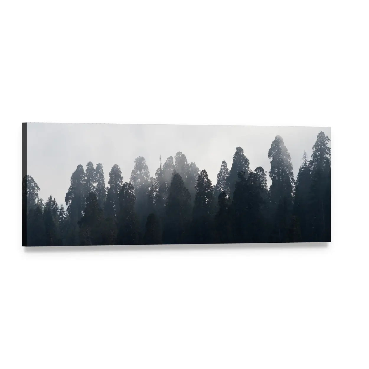 Redwood Forest Silhouettes in Mist Panoramic Canvas Wall Art, single panel gallery wrapped canvas, angled product view