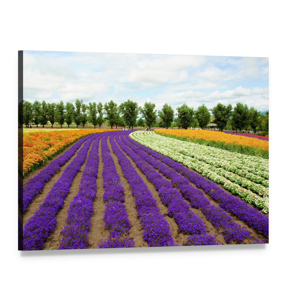 Hokkaido Flower Field Canvas Wall Art, single panel gallery wrapped canvas, angled product view