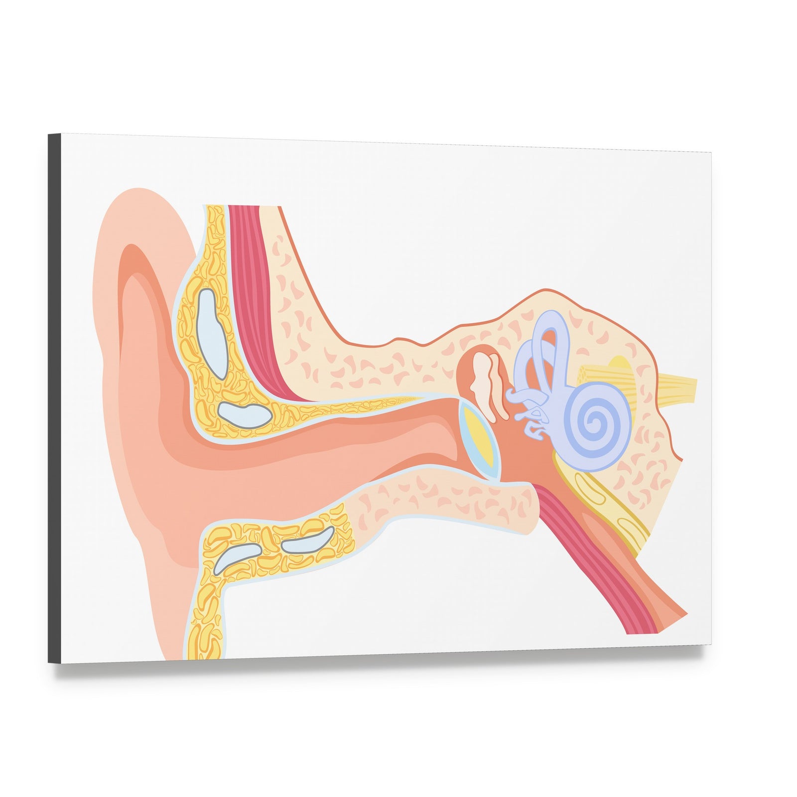 Labeled Human Ear Anatomy Diagram Canvas Wall Art, single panel gallery wrapped canvas, angled product view