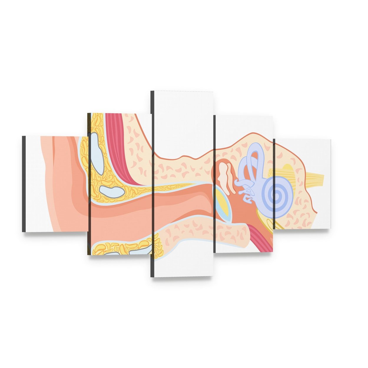 Labeled Human Ear Anatomy Diagram Canvas Wall Art, 5 panel 5 Star layout gallery wrapped canvas set, angled product view