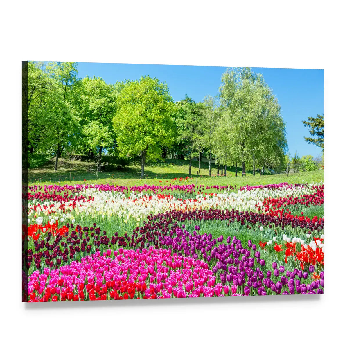 Colorful Tulip Field in Green Park Canvas Wall Art, single panel gallery wrapped canvas, angled product view