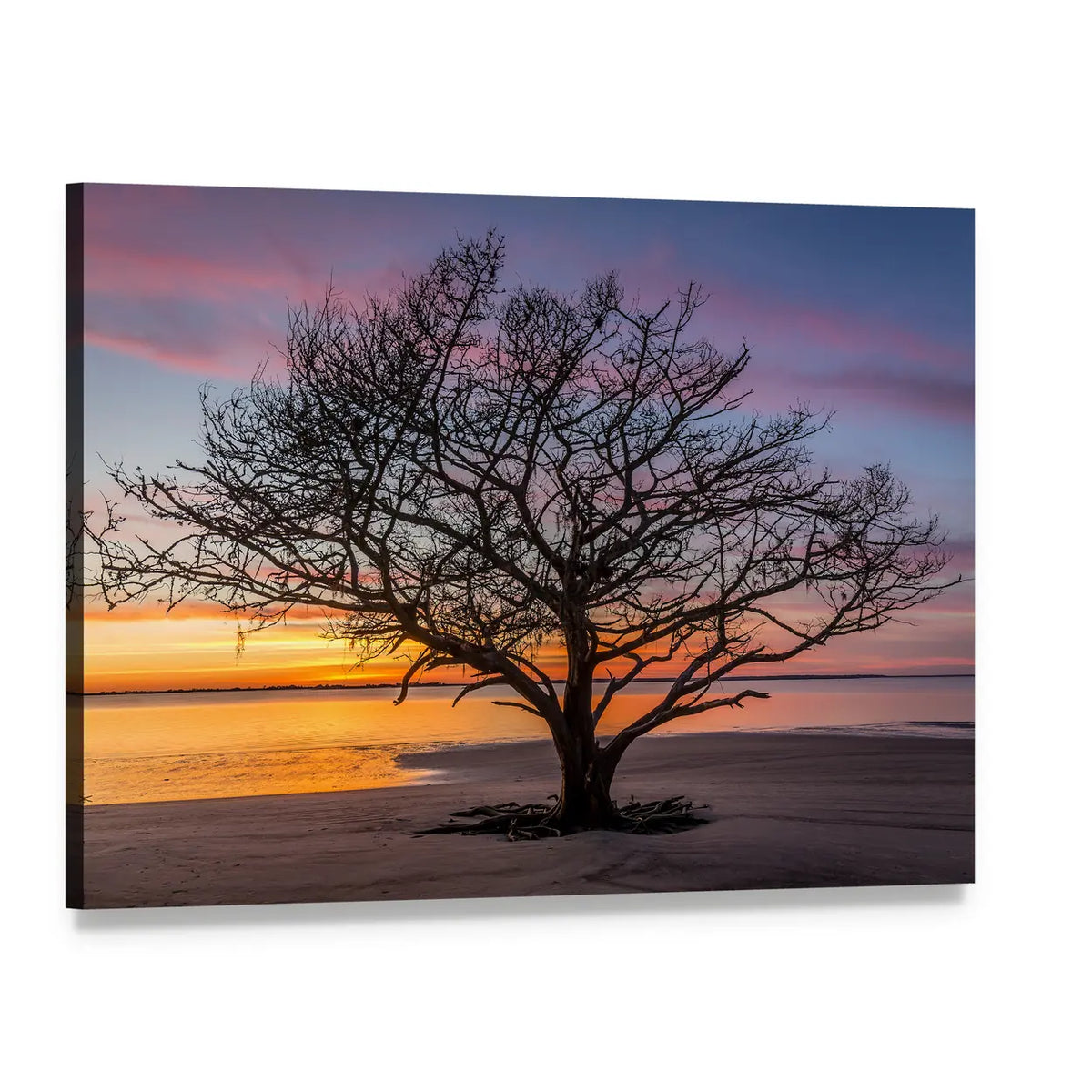 Georgia Live Oak at Sunset Canvas Wall Art, single panel gallery wrapped canvas, angled product view