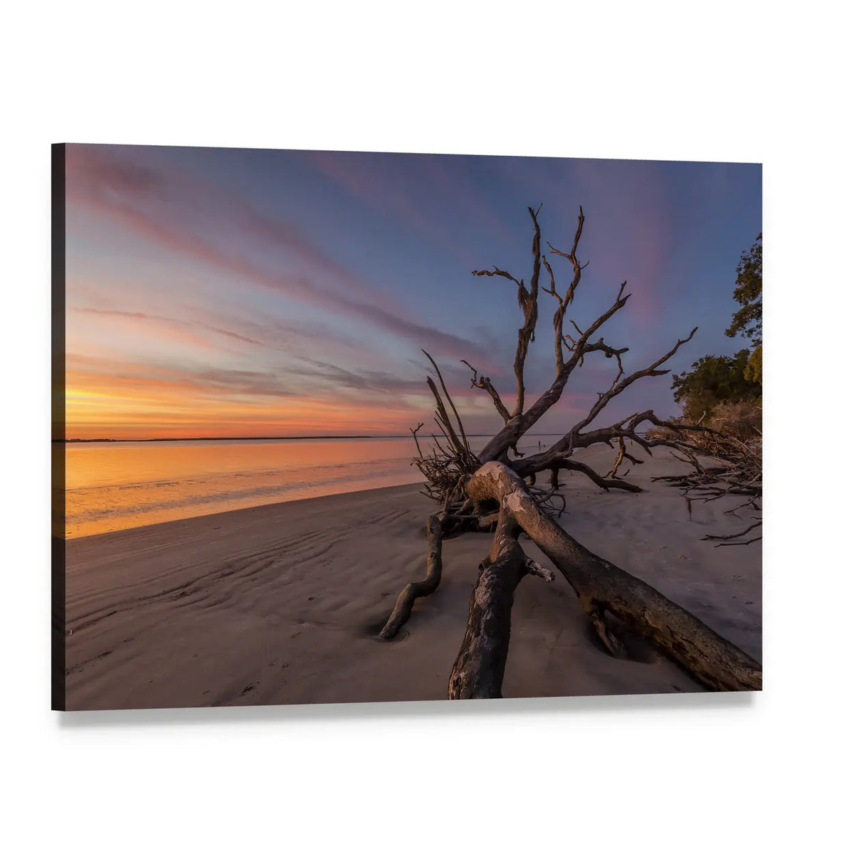Gnarled Driftwood at Sunset Beach Canvas Wall Art, single panel gallery wrapped canvas, angled product view