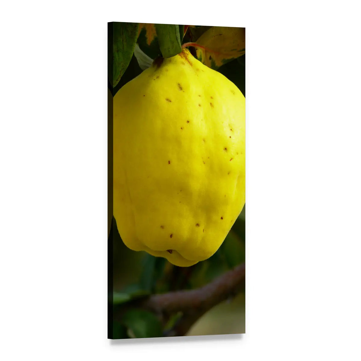 Quince Fruit Botanical Close-up Vertical Canvas Wall Art, 1 panel 1 Vertical layout gallery wrapped canvas set, angled product view