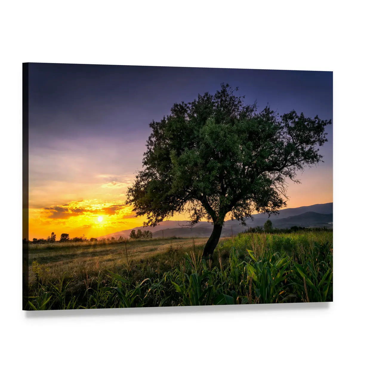 Single Tree in Cornfield at Sunset Canvas Wall Art, single panel gallery wrapped canvas, angled product view