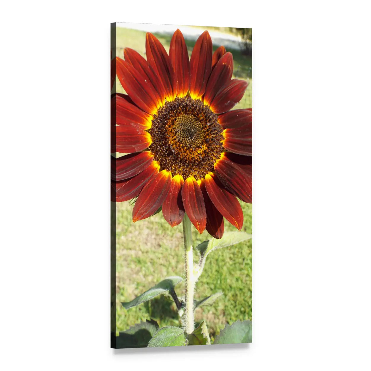 Reddish Orange Sunflower Close-up Vertical Canvas Wall Art, 1 panel 1 Vertical layout gallery wrapped canvas set, angled product view