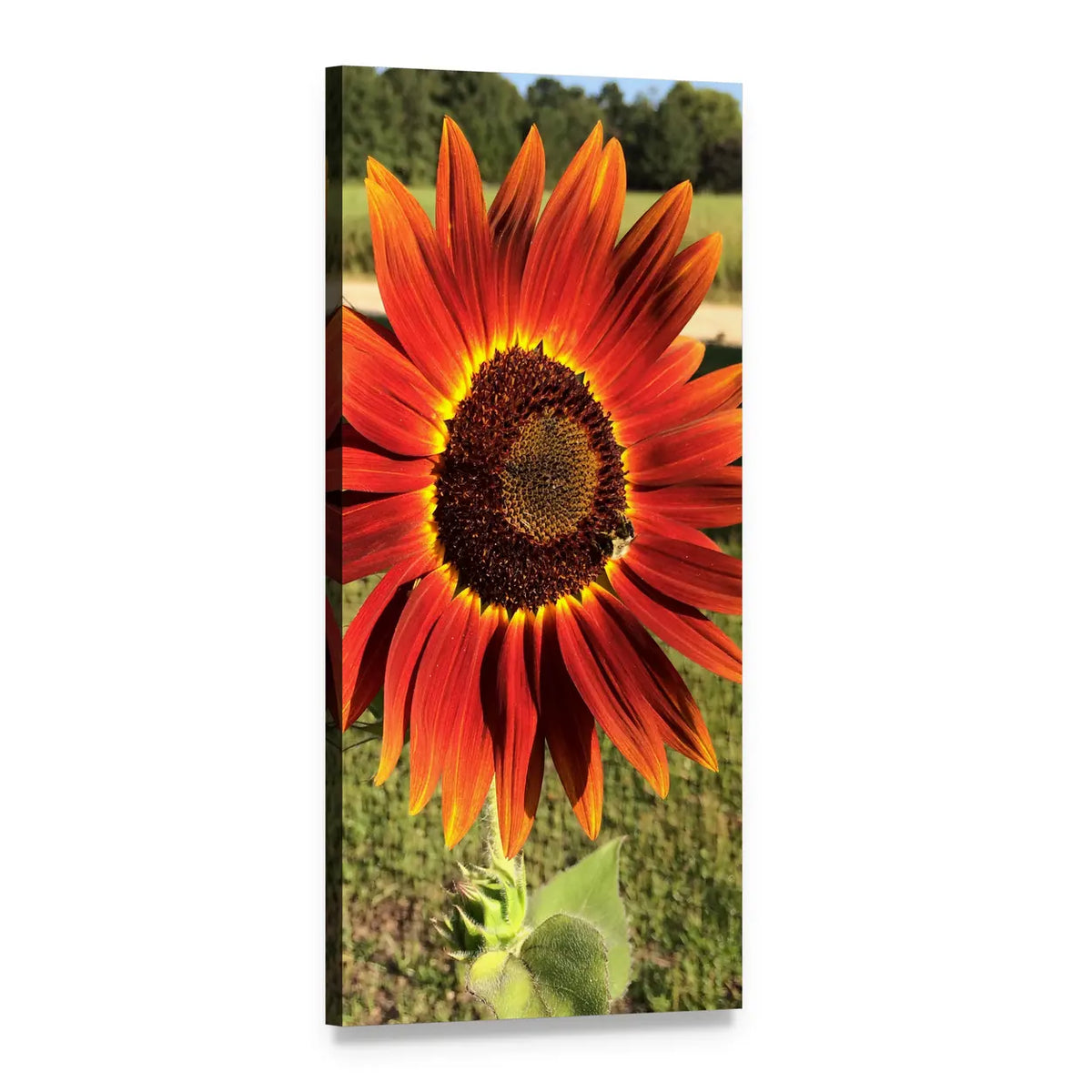 Red Sunflower in Spring Field Vertical Canvas Wall Art, 1 panel 1 Vertical layout gallery wrapped canvas set, angled product view