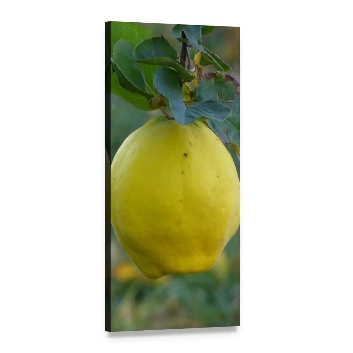 Single Quince on Branch Vertical Canvas Wall Art, 1 panel 1 Vertical layout gallery wrapped canvas set, angled product view