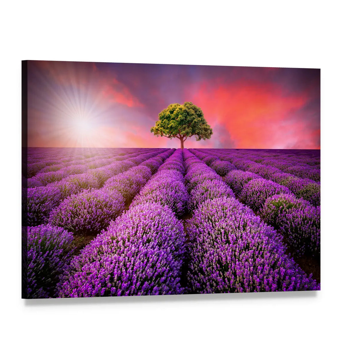Lavender Field at Sunset Canvas Wall Art, single panel gallery wrapped canvas, angled product view